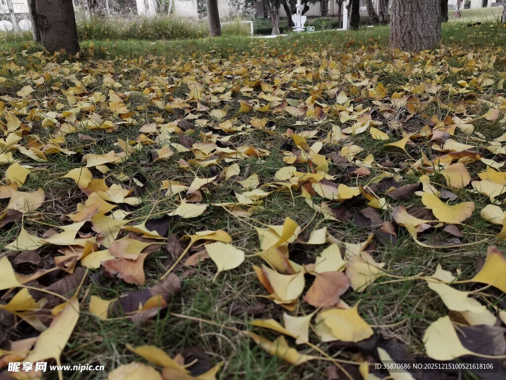 秋日银杏落叶铺满地面