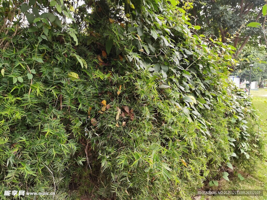 繁茂藤蔓覆盖的绿植景观