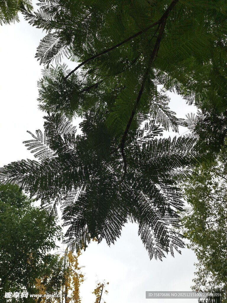 仰视葱郁枝叶
