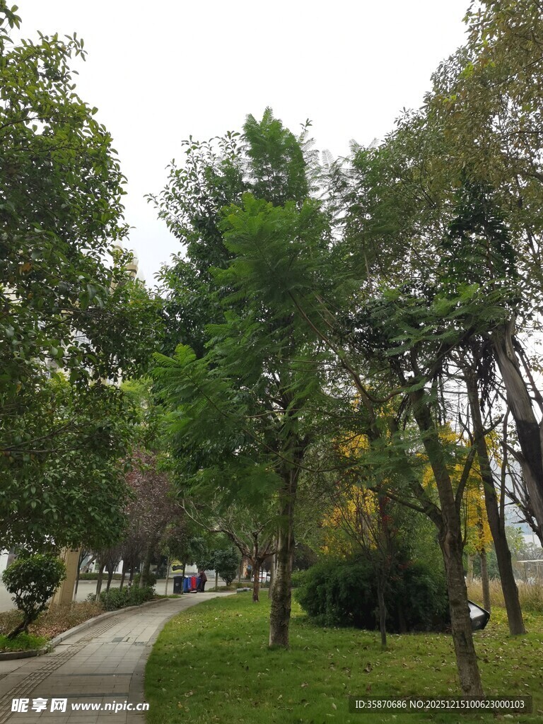 林间小径绿意盎然的景致