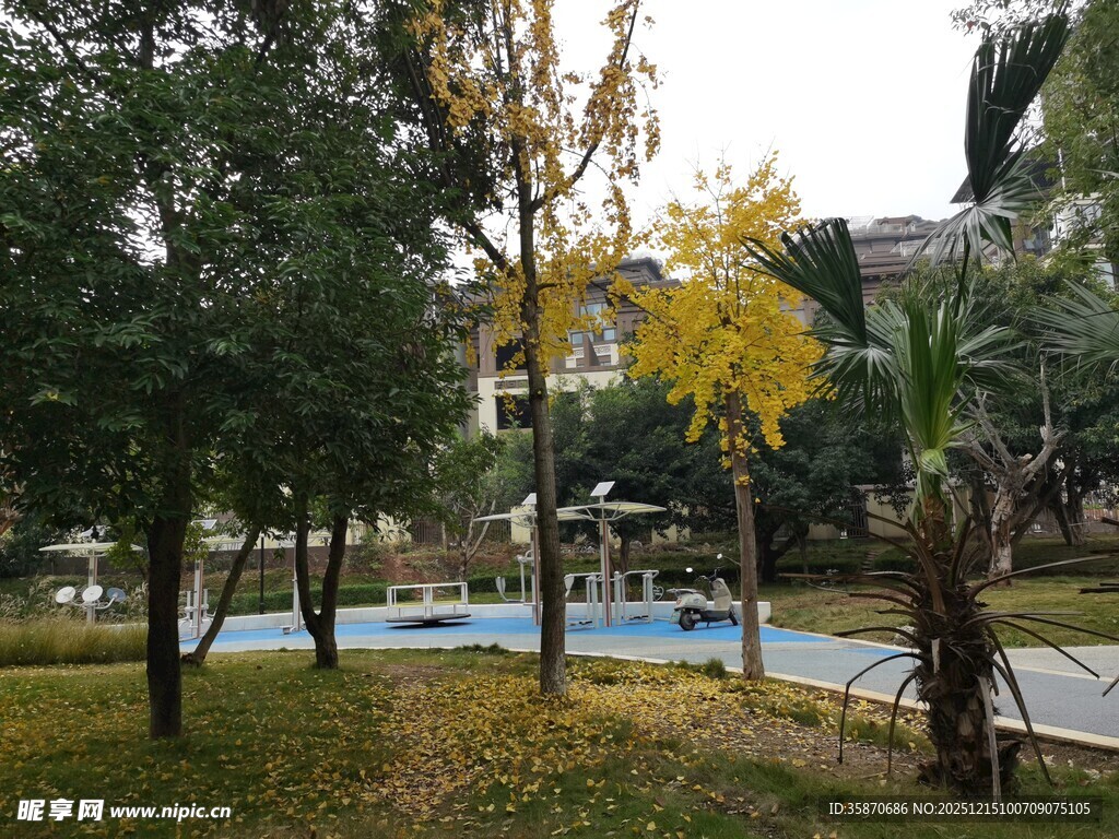 秋日小区内的静谧景致