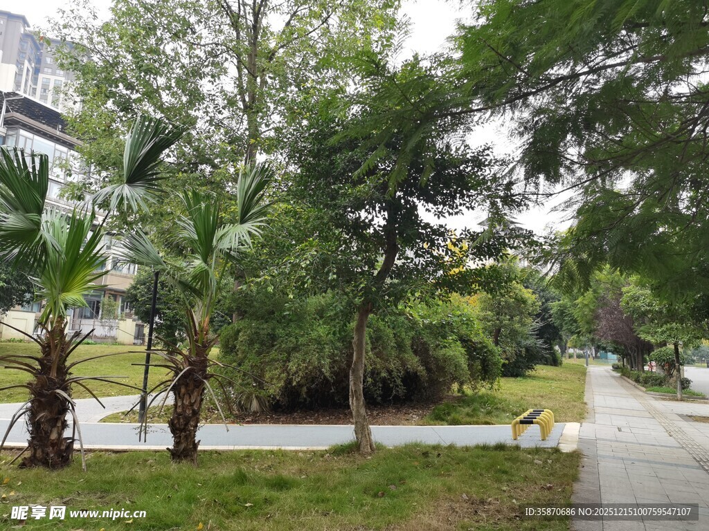 城市中的静谧林荫小道