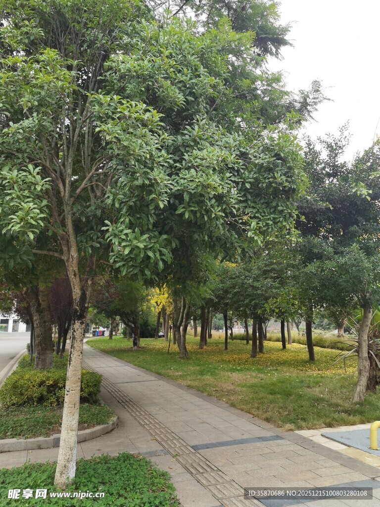 城市中静谧的林荫步道