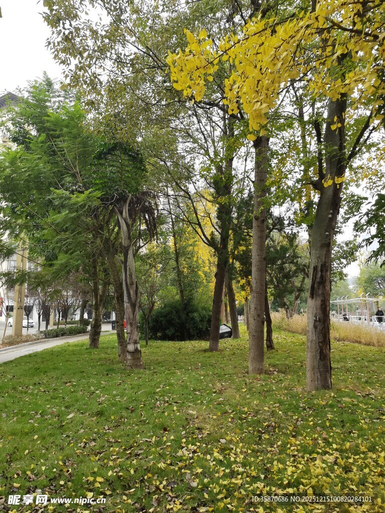 秋日公园树林美景