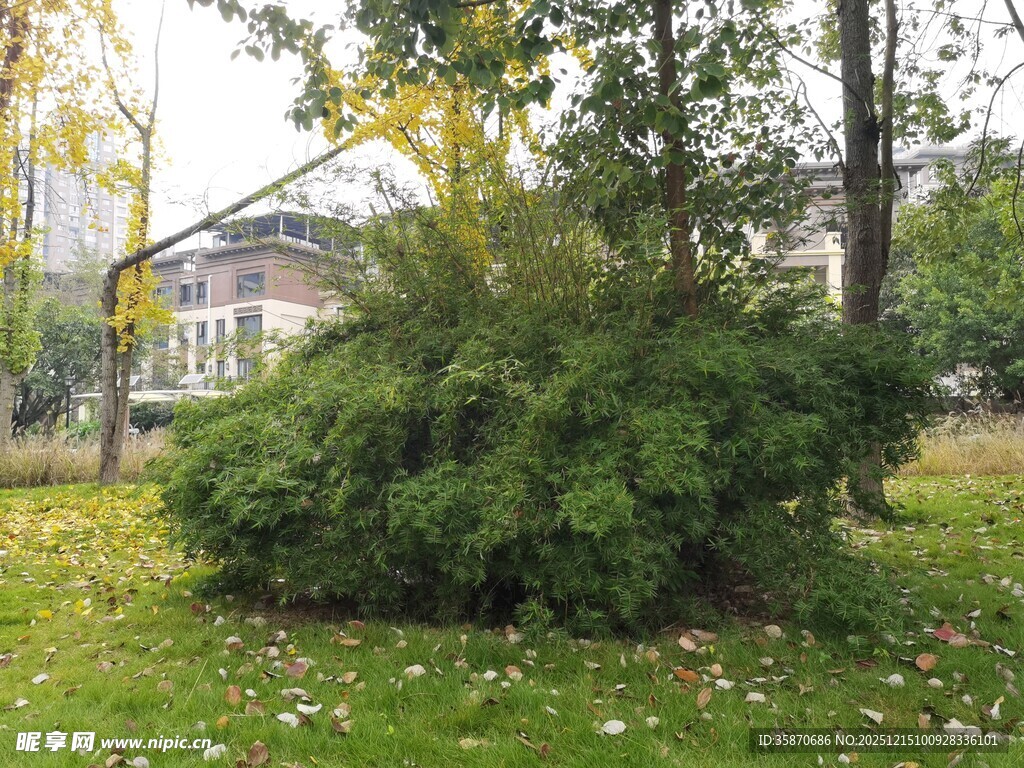 户外翠绿灌木与树木景观