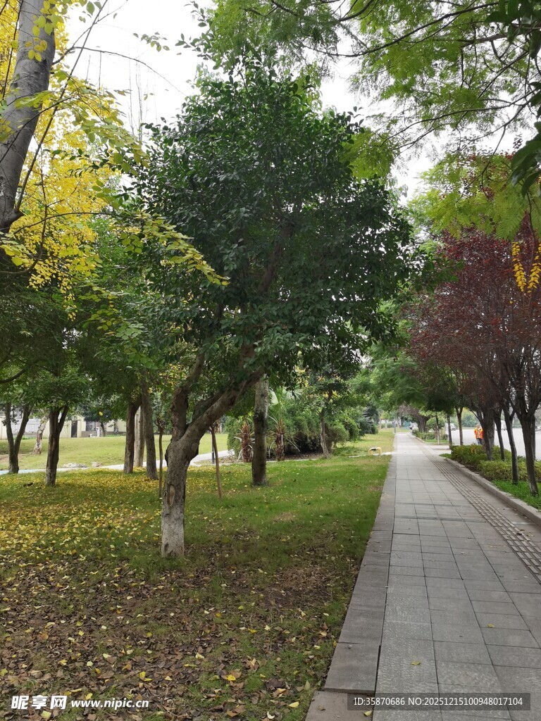 秋日林荫小道风景