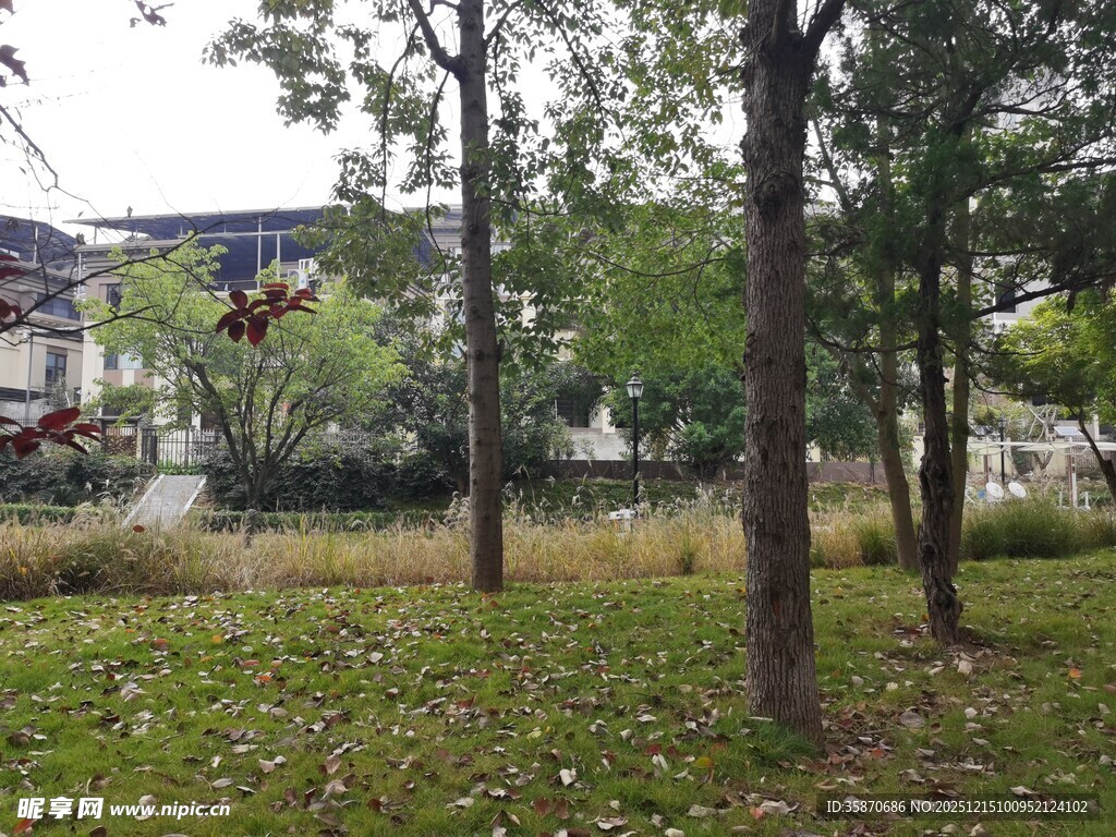 秋日林间草地景致