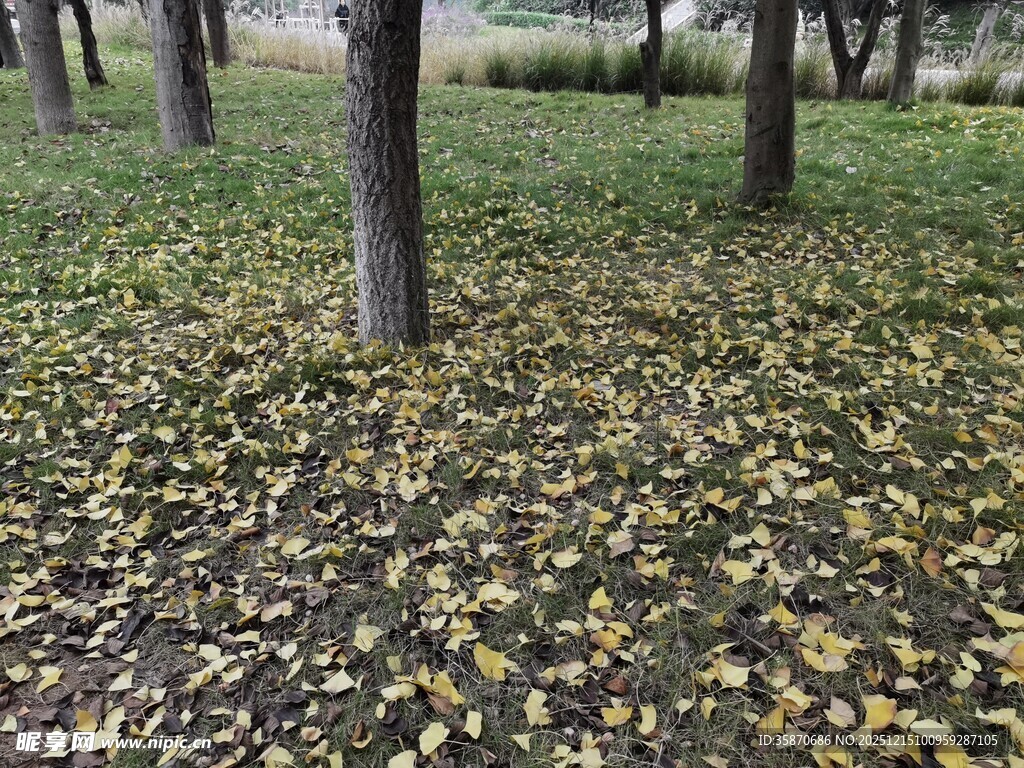 秋日树林落叶铺满草地