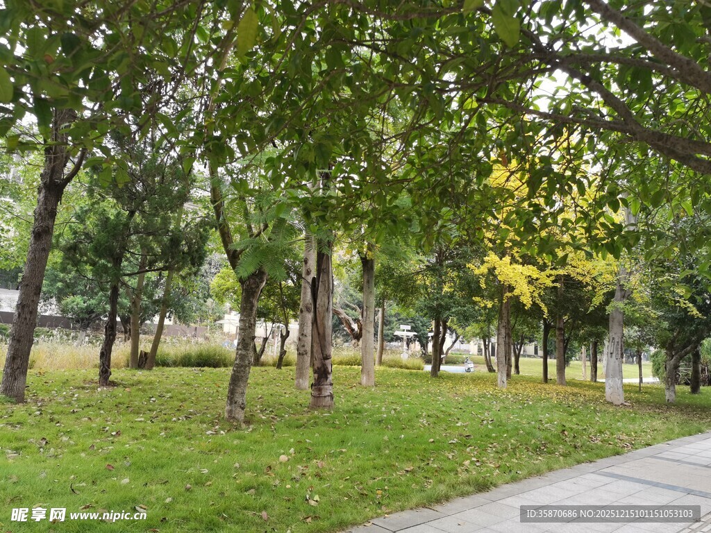 林间小道绿意盎然的景致