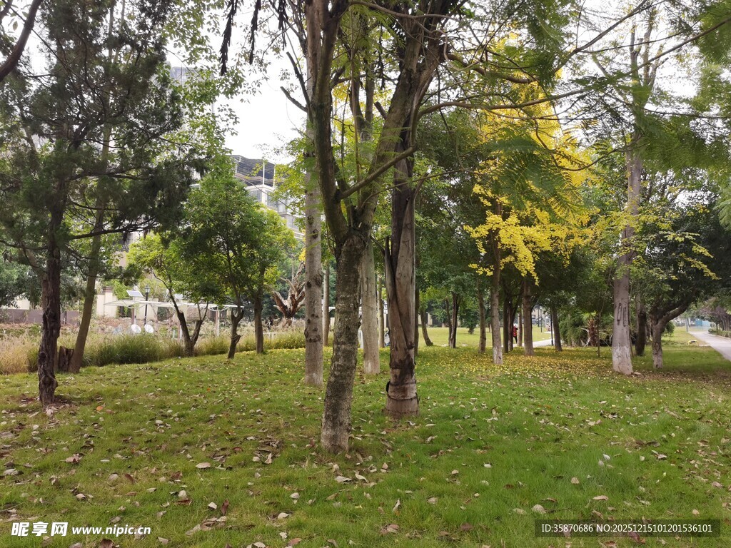 林间草地静谧自然景致