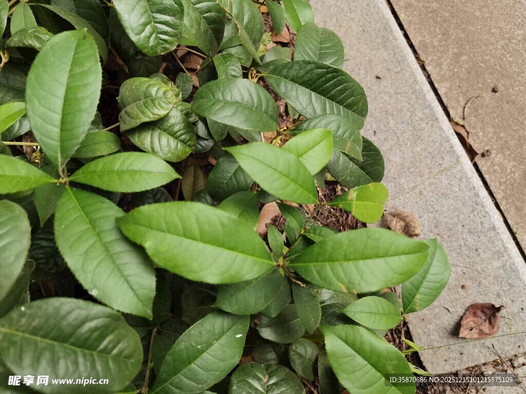 路边翠绿叶片植物特写