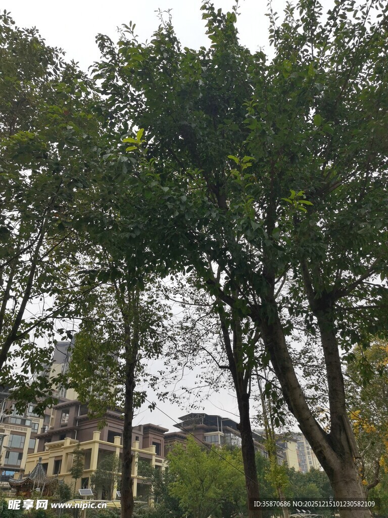 绿树成荫的户外景致