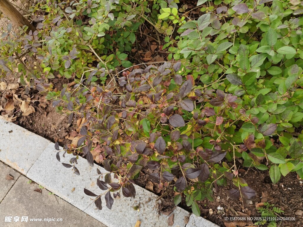 路边多彩植物景观