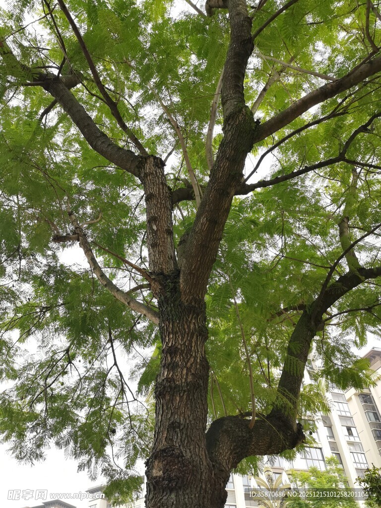 高大葱郁的繁茂绿树