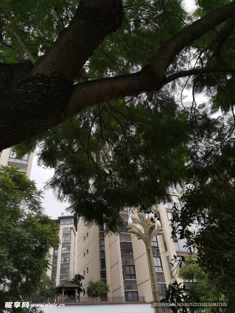 绿荫下的宏伟建筑