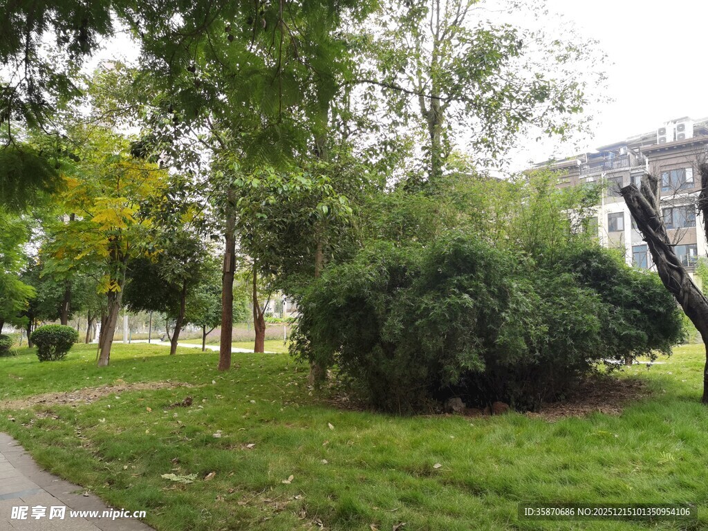 公园绿意盎然的景致