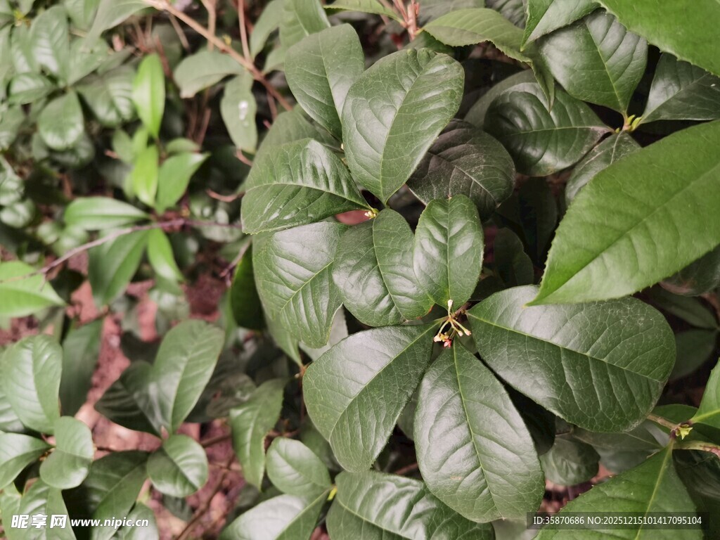 绿叶繁茂的植物景观