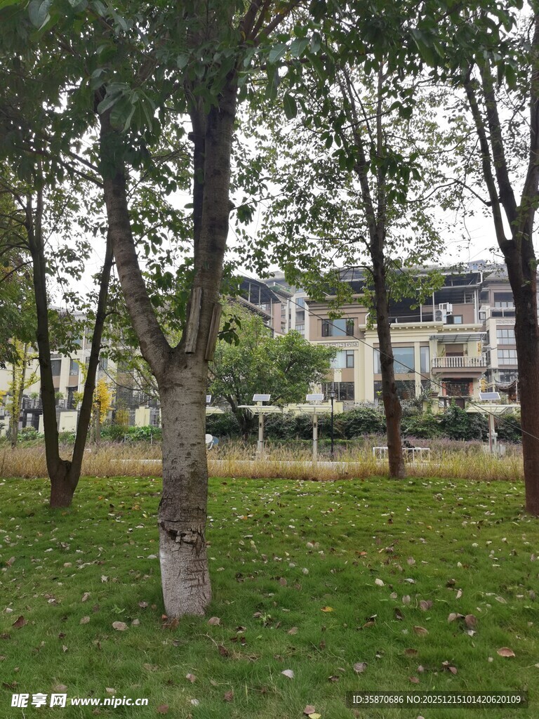 秋日公园树木草地景致