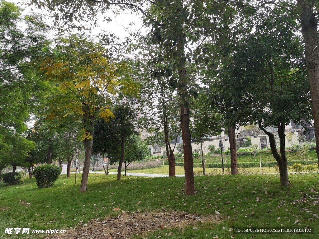 绿意盎然的城市公园景色