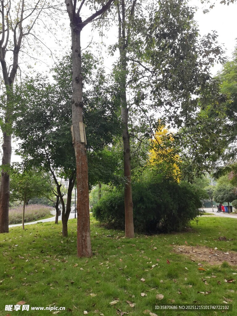 公园内葱郁树木与绿地