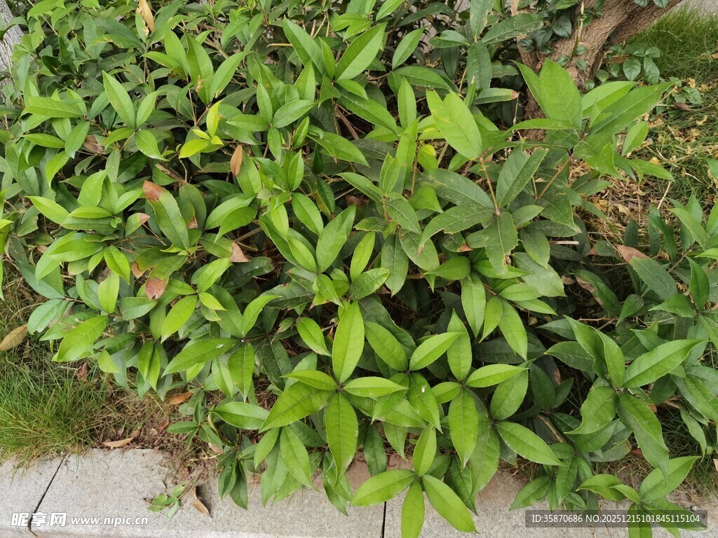 绿叶繁茂的植物景观