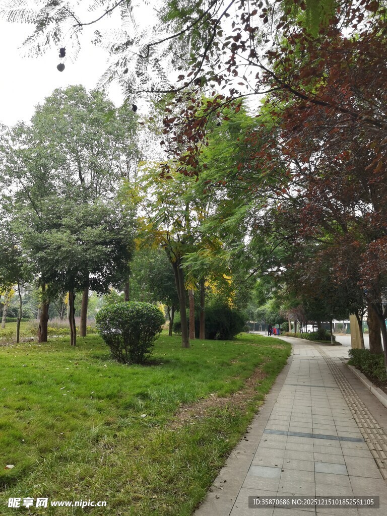 公园林荫小道风景