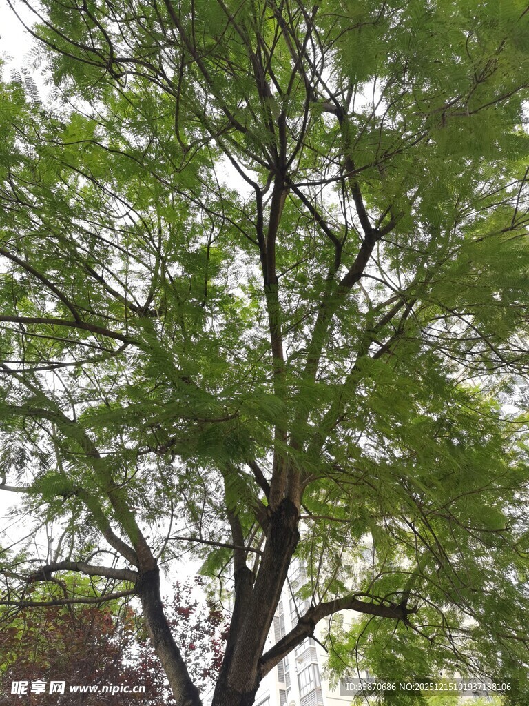 高大葱郁的树木