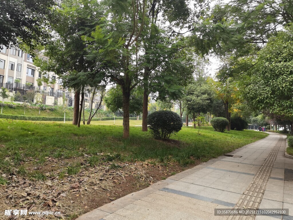 城市公园中的林荫步道