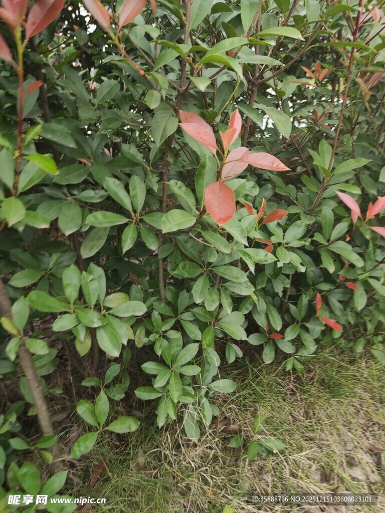 绿叶间的红果植物景观