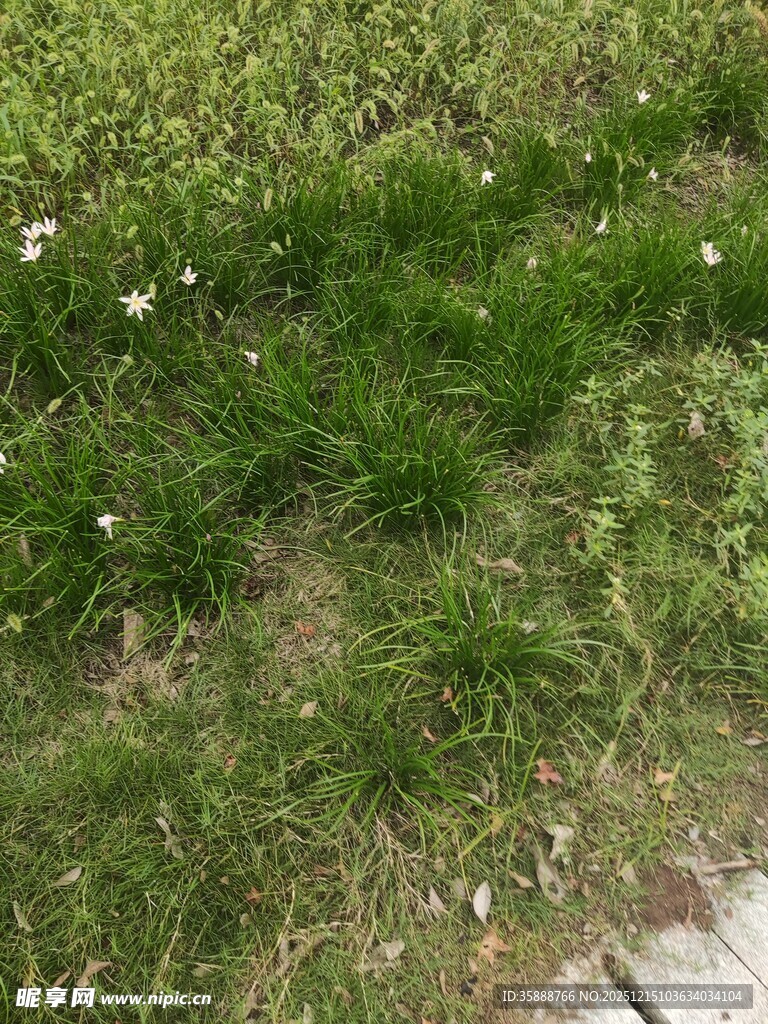 草地中的白色小花