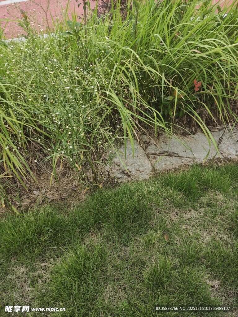 庭院边的葱郁绿植