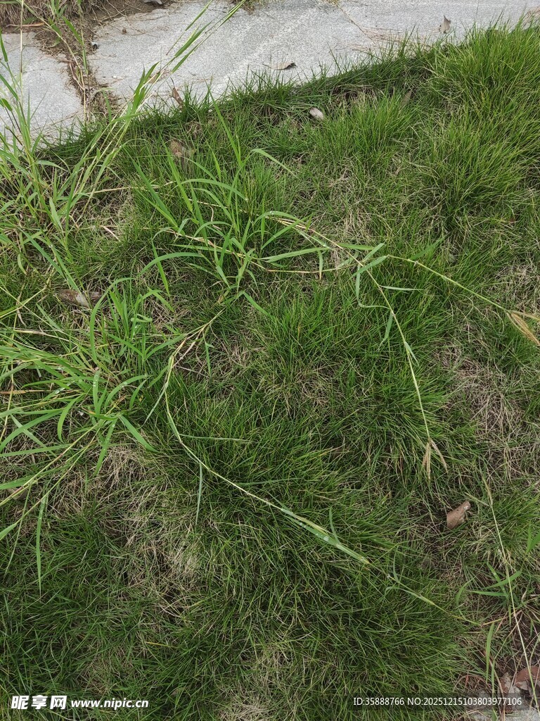 地面上的嫩绿青草