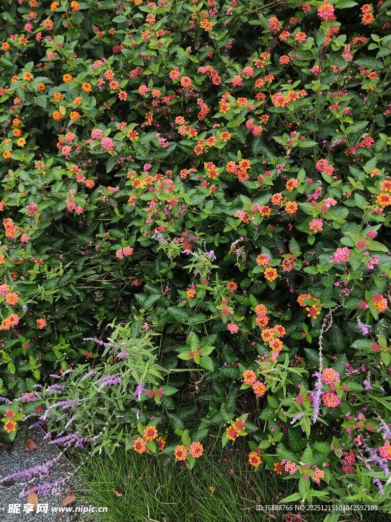 繁茂花丛中的绚烂橙色花朵