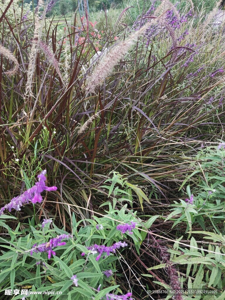 野外紫色花卉与绿植景观