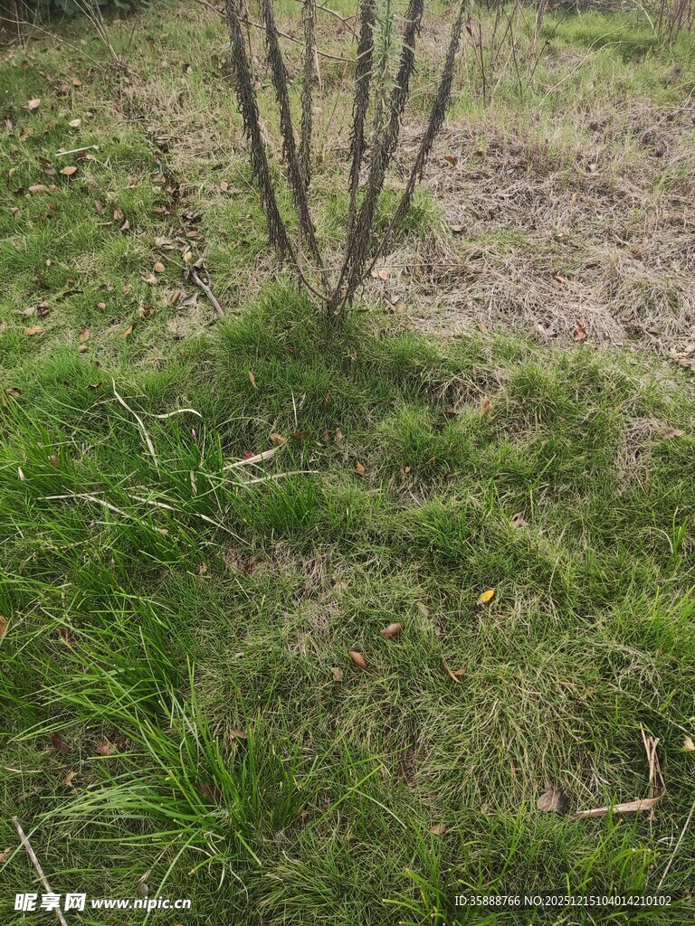 草地中的矮小树木