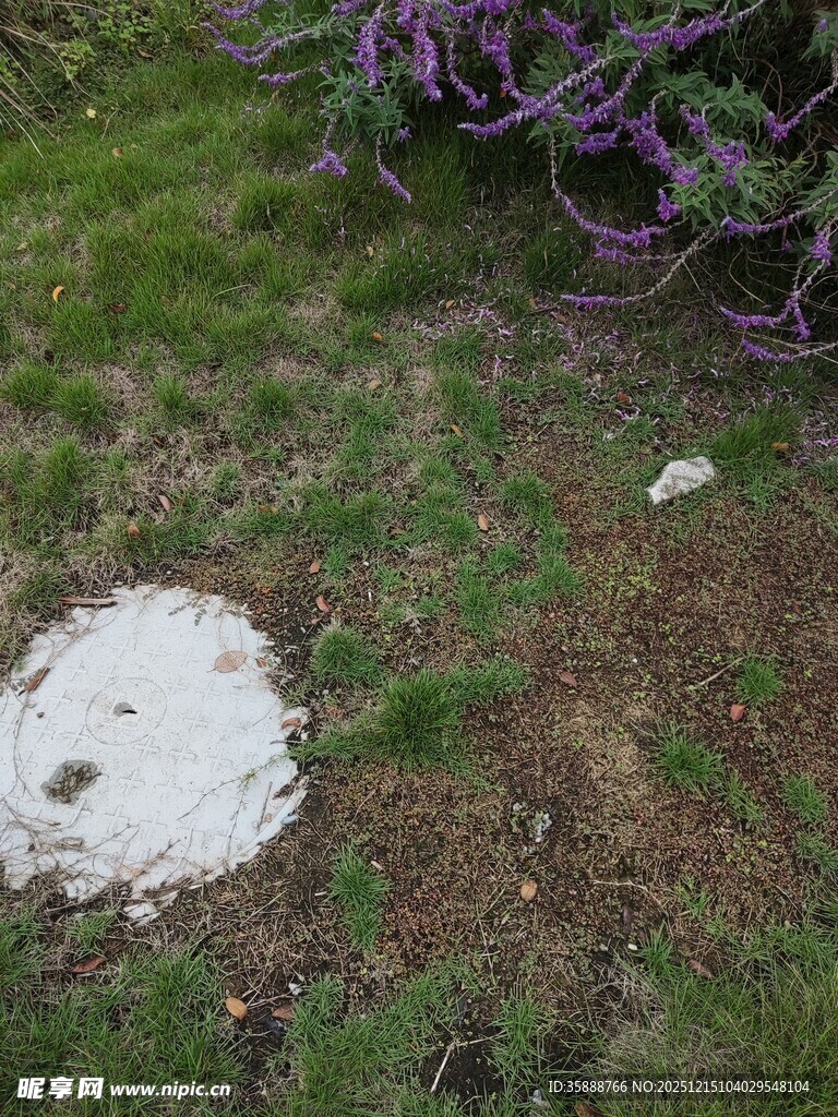 草地上的白色圆形物体