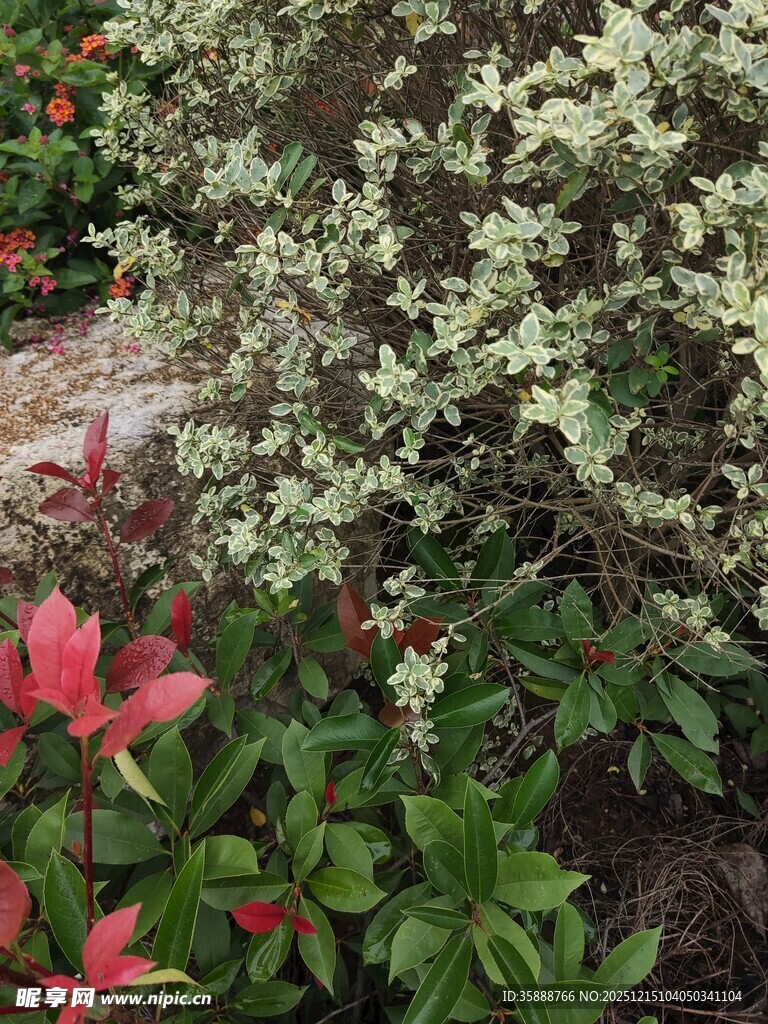 多彩花卉绿植景观