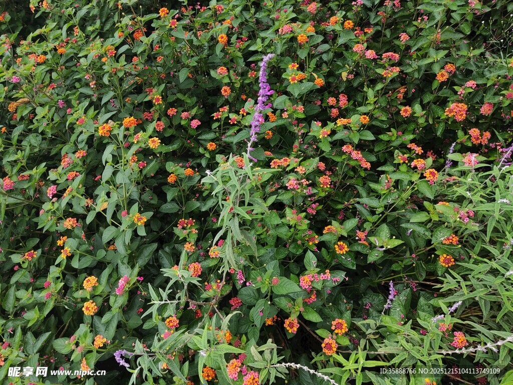 绿叶间点缀的多彩果实