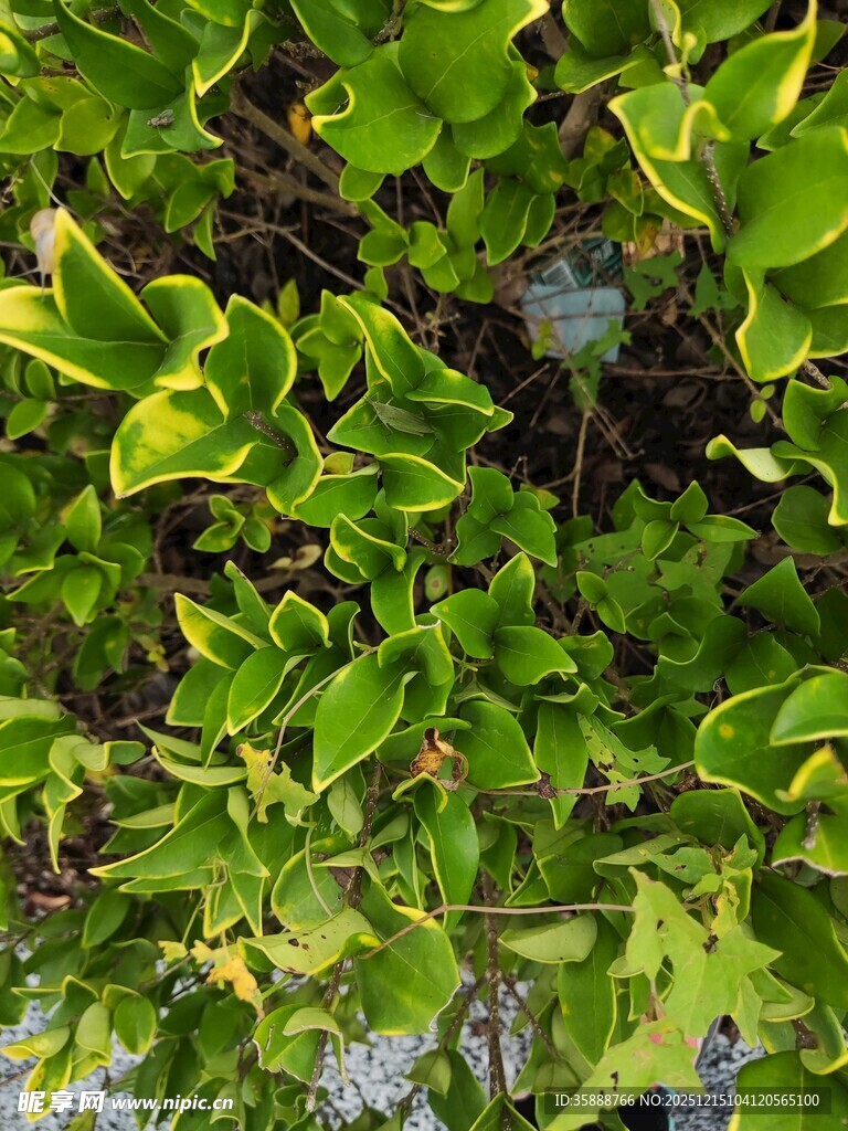 绿叶繁花的自然景致