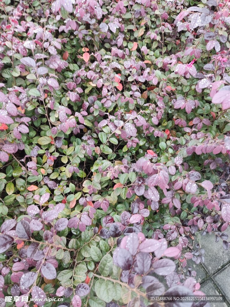 粉色花卉植物特写