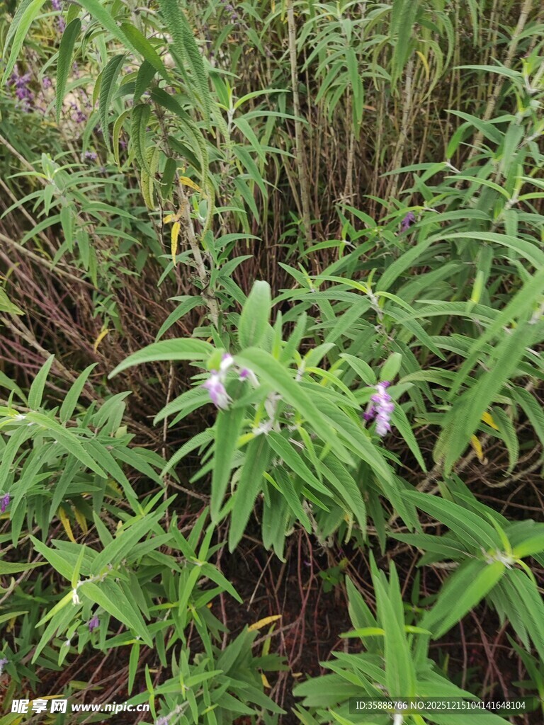野外生长的绿色植物花卉