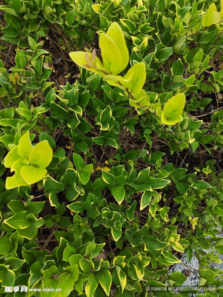 翠绿繁茂的生机植物景象