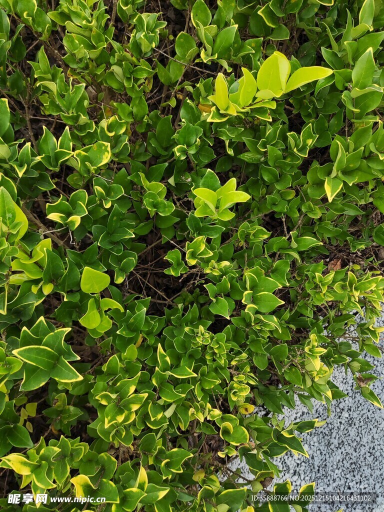 翠绿繁茂的树叶特写