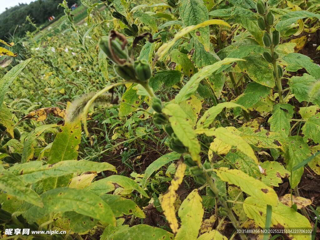 绿叶繁茂的植物景观