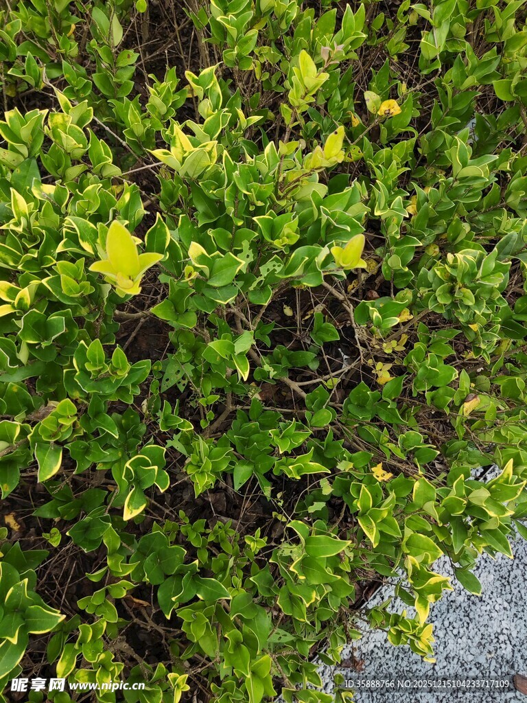 绿叶间绽放的黄色小花