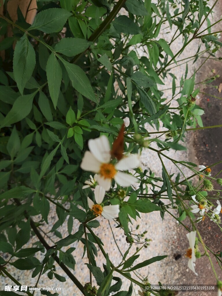 绿叶间绽放的白色小花