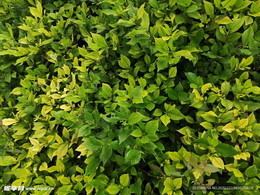 翠绿繁茂的植物叶片特写