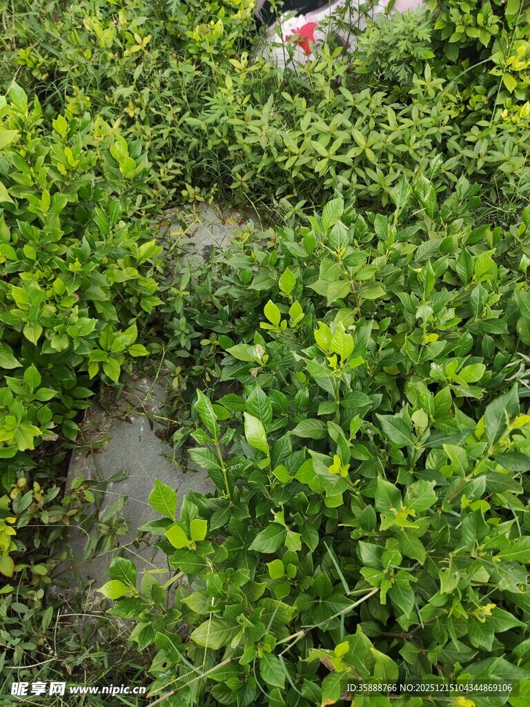 翠绿繁茂的植物景观