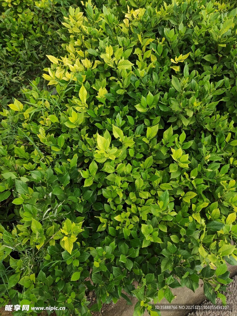 翠绿繁茂的灌木植物