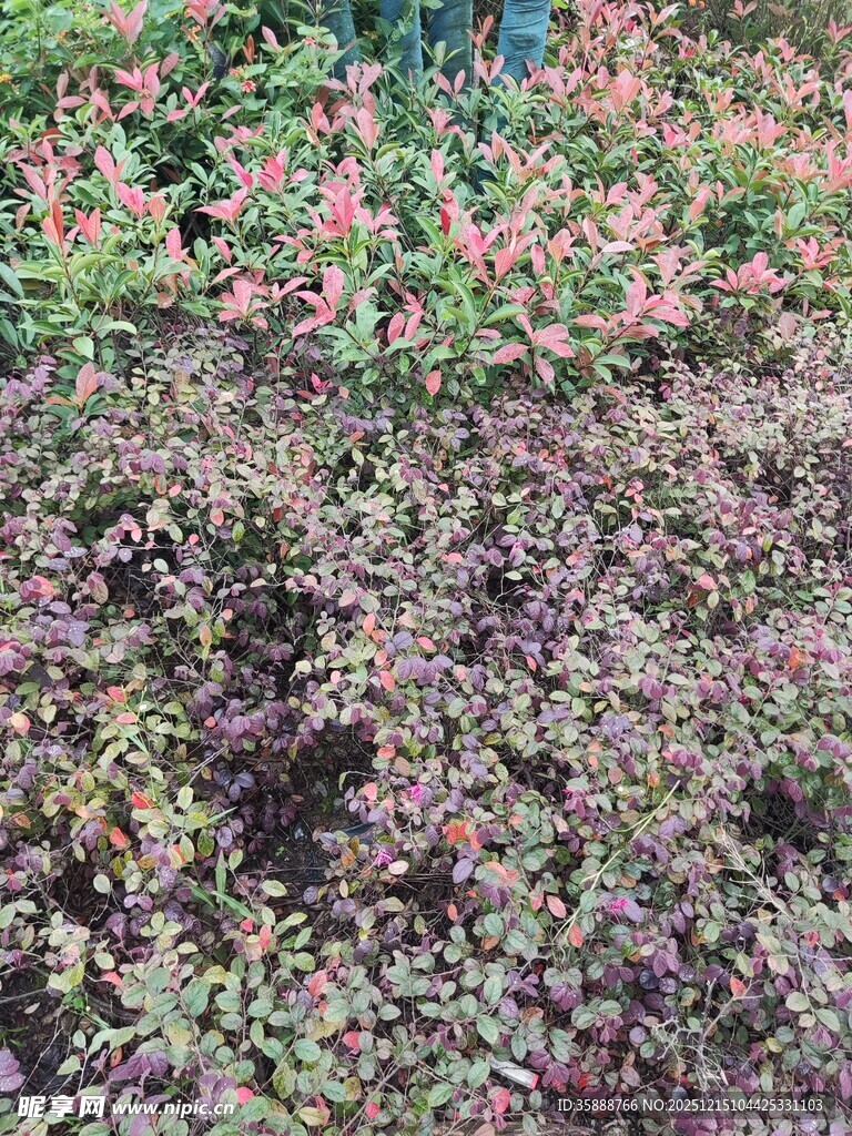 多彩植物景观